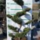 Bonsai Juniperus Pfitzeriana  150 cm